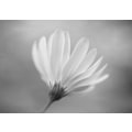 Pikkukuva 1 / 2: Gerbera MultiColor 21x30 cm