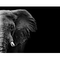 Miniatyrbild 1 av 2: Elephant MultiColor 21x30 cm