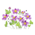 Miniatyrbillede 1 af 2: Anemone 'Hadspen Abundance' MultiColor 30x40 cm