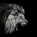 Miniatyrbillede 2 af 2: Roaring Lion 2 MultiColor 70x100 cm