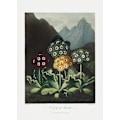 Miniatyrbild 2 av 2: A Group Of Auriculas From The Temple Of Flora (1807) MultiColor 70x100 cm