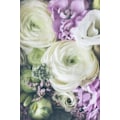 Pikkukuva 2 / 2: Ihastuttava Ranunculus MultiColor 50x70 cm