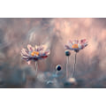 Pikkukuva 2 / 2: With Love MultiColor 70x100 cm