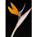 Miniatyrbild 1 av 2: Bird Of Paradise MultiColor 30x40 cm