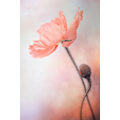 Miniatyrbillede 2 af 2: Tenderness MultiColor 30x40 cm