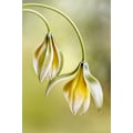 Pikkukuva 1 / 2: Tulipa MultiColor 21x30 cm