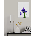 Miniatyrbild 2 av 2: Iris Still Life MultiColor 21x30 cm