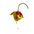 Miniatyrbild 1 av 2: Crying Flower MultiColor 21x30 cm