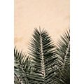 Miniatyrbillede 2 af 2: Palm Leaves And Wall_1 MultiColor 21x30 cm