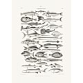 Miniatyrbillede 2 af 2: Sealife I MultiColor 21x30 cm