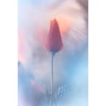 Miniatyrbild 2 av 2: Douceur Aamp Volupte MultiColor 21x30 cm
