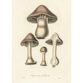 Miniatyrbillede 2 af 2: Agaricus Bulbosus Illustration. Medicinsk Botanik 1836 MultiColor 30x40 cm