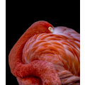 Miniatyrbilde 1 av 2: Flamingo MultiColor 70x100 cm