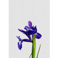 Miniatyrbild 1 av 2: Iris Still Life MultiColor 21x30 cm