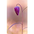 Pikkukuva 1 / 2: Fritillary MultiColor 21x30 cm