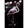 Miniatyrbillede 1 af 2: Dansende Flamingo MultiColor 50x70 cm