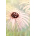 Miniatyrbild 1 av 2: Peachy MultiColor 21x30 cm
