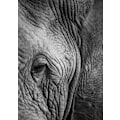 Miniatyrbild 1 av 2: Elephant Study MultiColor 50x70 cm