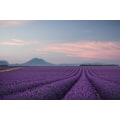 Pikkukuva 2 / 2: Lavender Field MultiColor 21x30 cm