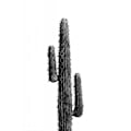 Miniatyrbild 1 av 2: Cactus Black And White 01 MultiColor 70x100 cm