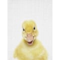 Pikkukuva 1 / 2: Peekaboo Baby Duck MultiColor 70x100 cm