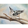 Pikkukuva 1 / 2: Tuning In White Breasted Nuthatch MultiColor 21x30 cm