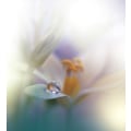 Miniatyrbillede 1 af 2: All Of Me... MultiColor 50x70 cm