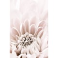 Pikkukuva 2 / 2: Krysantemum No 06 MultiColor 50x70 cm