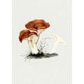 Miniatyrbild 2 av 2: Hand Drawn Rufous Milkcap Mushroom MultiColor 50x70 cm