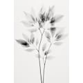 Miniatyrbillede 1 af 2: Transparent Botanic No 8 MultiColor 30x40 cm