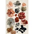Miniatyrbild 1 av 2: Dry Flower Collection MultiColor 21x30 cm