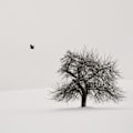 Miniatyrbild 1 av 2: Old Cherry Tree MultiColor 70x100 cm