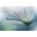 Miniatyrbild 1 av 2: Fields Of Hope.. MultiColor 70x100 cm