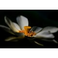 Miniatyrbild 1 av 2: A Lotus, Softly MultiColor 21x30 cm