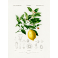 Pikkukuva 2 / 2: Lemon (Citrus Limonium) MultiColor 21x30 cm