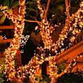 Miniatyrbilde 1 av 5: 22M 200LEDs Solcellelysstreng Vanntette Solcellelysstrenger Utendørs Hage Solcellelys Kjede Ferie Juletrær Girlander