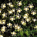 Miniatyrbilde 1 av 2: 7M 50 LED Kirsebærblomst Solcelle Lysstreng Hage Fe Lys