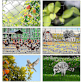 Miniatyrbillede 4 af 5: 15m x 15m Fuglebeskyttelsesnet Fuglenet Plante Net Dam Net Have Net Til Have, 5 x 5 cm Store Huller