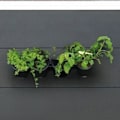 Miniatyrbild 3 av 6: Väggkruka - Väggsats bestående av ett väggstöd och 4 krukor (1 L) - Svart - Dim H 15 x L 60 cm - NATUR