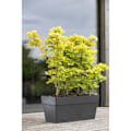 Miniatyrbild 2 av 5: Jardiniere - DEROMA - Muret Save R - 75L - 79cm - Mörkgrå