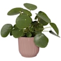 Miniatyrbild 3 av 6: Rund blomkruka vibbar - plast - Ø25 - pulverrosa