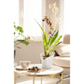 Miniatyrbild 3 av 4: LECHUZA Kruka ORCHIDEA ALL-IN-ONE Matt vit