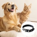 Miniatyrbilde 3 av 4: Klassisk hundekrage, justerbar hundekrage med solid metallspenne