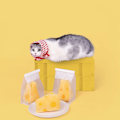 Miniatyrbild 4 av 6: Ost Molar Cat Toy, plysch kattmynta ringande papper att tugga på