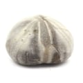 Miniatyrbillede 1 af 2: Sten og mineraler. Fossil søpindsvin, Toxaster Amplus. 133,0 øre. Claix, Isère, Frankrig.