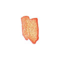 Miniatyrbillede 2 af 2: Metallisk akvarelmaling 1/2 pande - Abrikos Orange