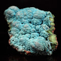 Miniatyrbild 3 av 4: Stenar och mineraler. Chrysocolla. 619,0 cent. Lupoto-gruvan, Katanga, Kongo.
