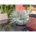 Miniatyrbillede 3 af 3: 'EDA Blomsterkrukke Vask Graphit'Up 5,5L - Hvid ceruseret - Ø 30 cm' kalkad vit