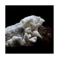 Miniatyrbillede 2 af 2: Sten og mineraler. Coraloid Aragonit + Siderite. 590,0 ct. Saint-Pierre-de-Mésage, Vizille, Frankrig..