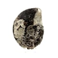 Miniatyrbillede 3 af 3: Sten og mineraler. Fossil Ammonit Perilytoceras Pyritiseret. 3610,0 ct. Villers-sur-Mer, Calvados, Frankrig.